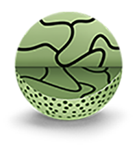 bioZen Thermally modified fully porous particle for biomolecules